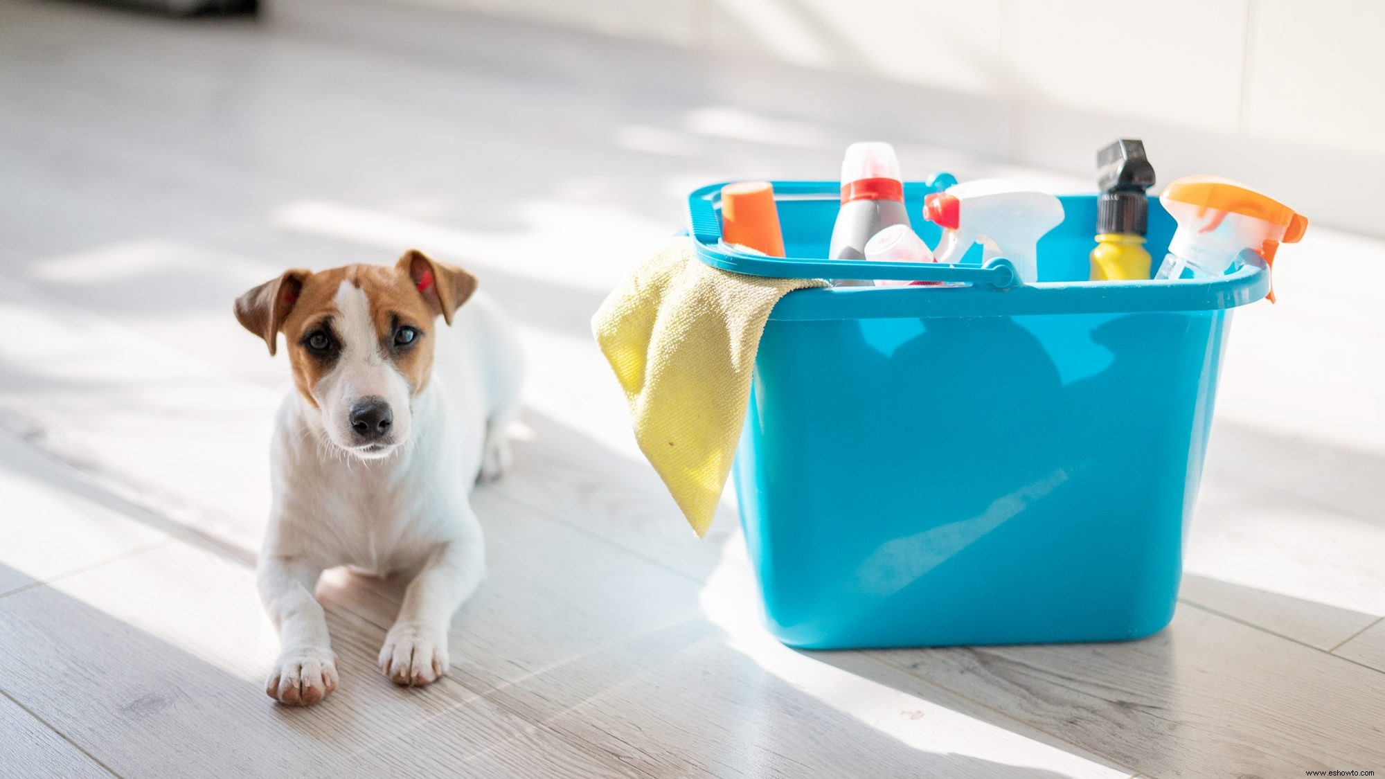 Productos de limpieza domésticos seguros para mascotas que no dañarán a tu amigo peludo 