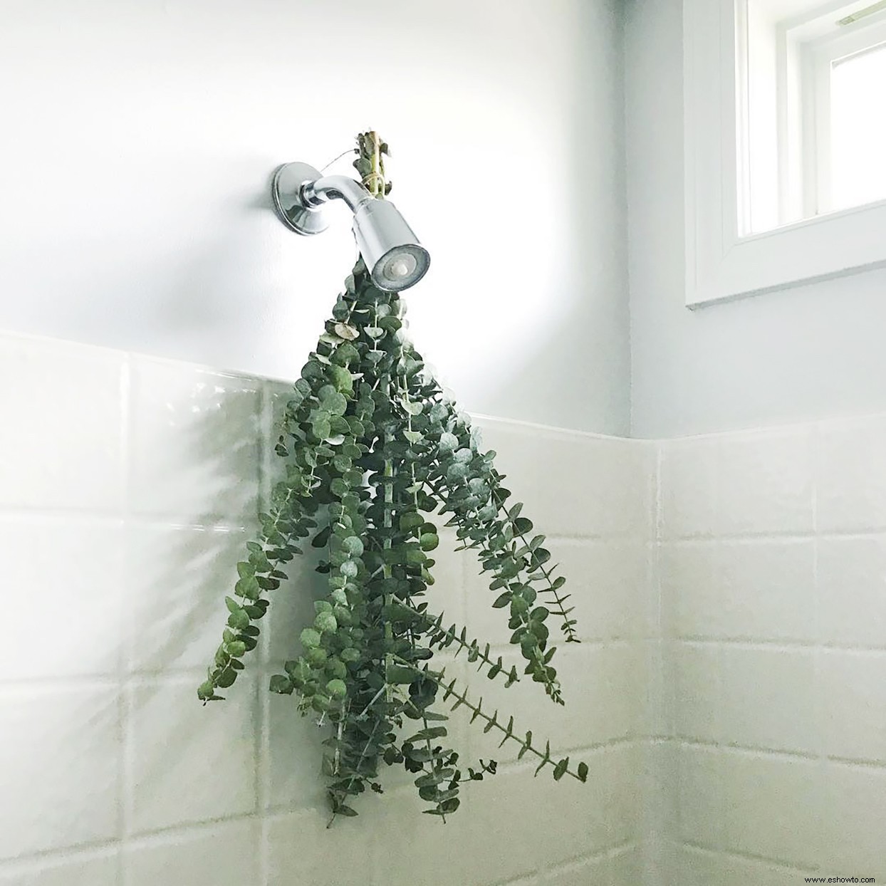 Los paquetes de ducha DIY Eucalyptus son la forma más fácil de mejorar su rutina diaria 