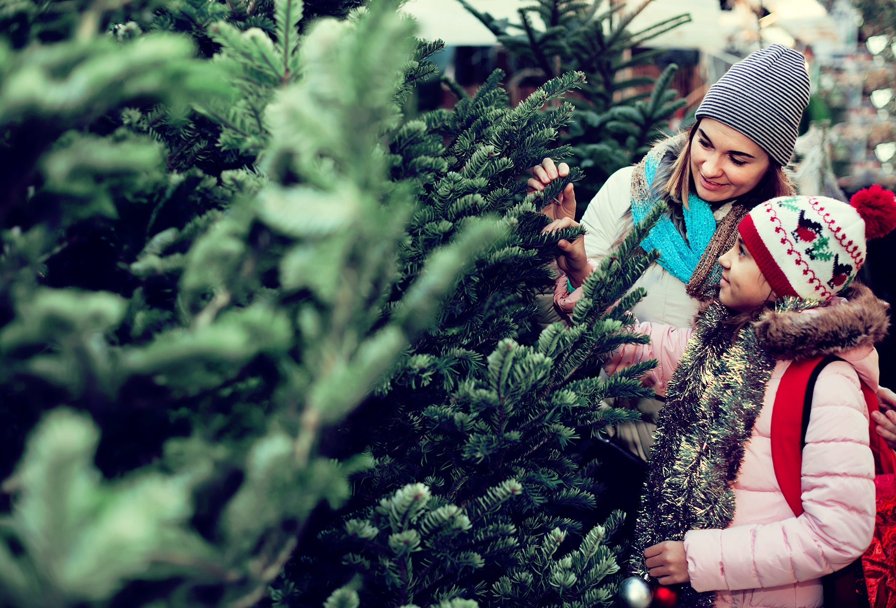 Cómo elegir el mejor árbol de Navidad vivo 