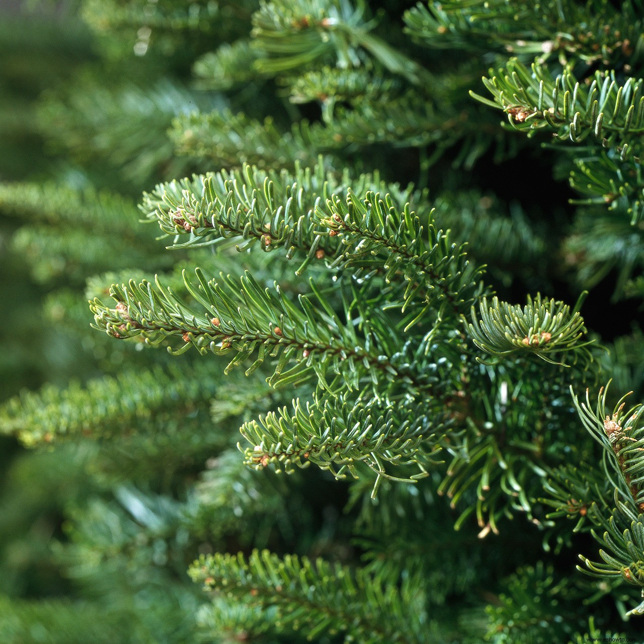 Los 7 mejores tipos de árboles de Navidad para decorar los pasillos este año 