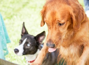 Golosinas Caseras de Mantequilla de Maní para Perros: Receta Saludable y Fácil