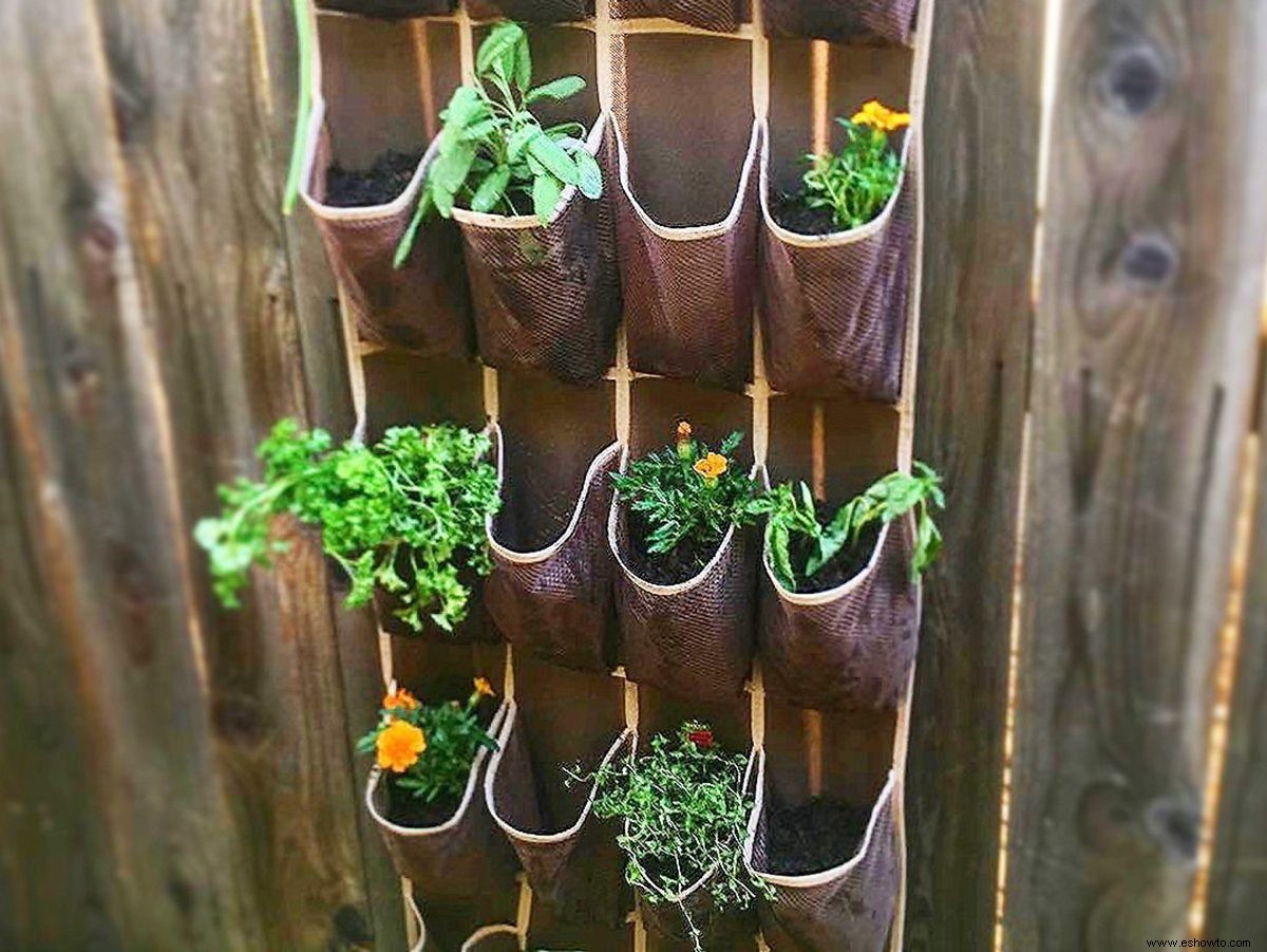 Cómo hacer crecer un jardín de hierbas colgante en un organizador de zapatos 