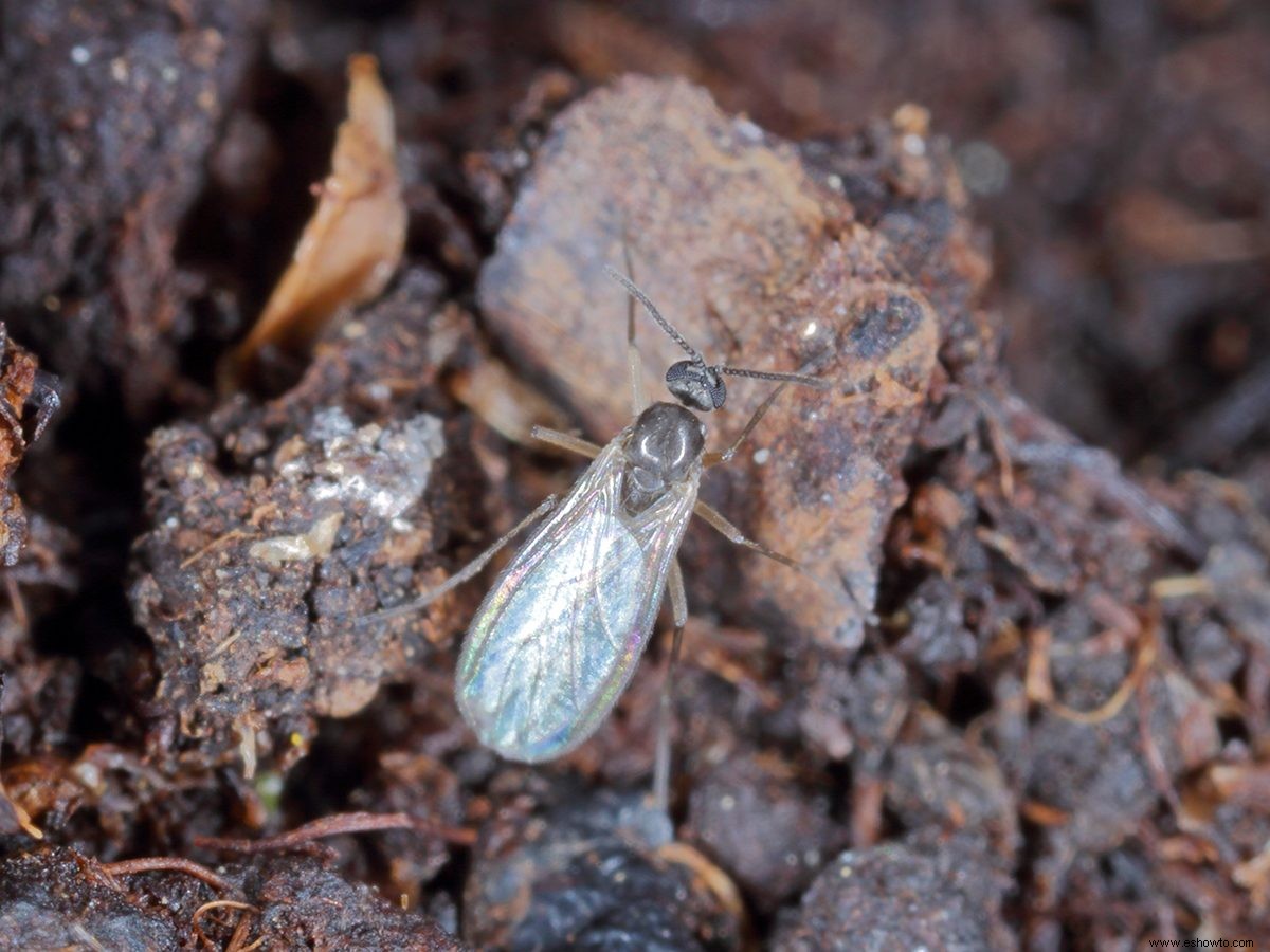 ¿Podría ser esto lo que está detrás de su infestación de  mosca de la fruta ? 