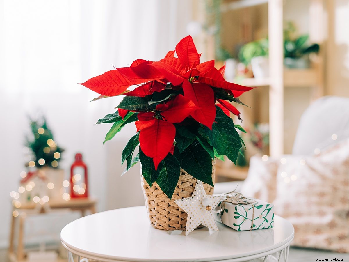 Cómo cuidar tu flor de Pascua después de las fiestas 