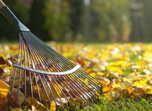 ¿Rastrillar las hojas o dejarlas en el césped? La mejor opción para tu jardín y el medio ambiente