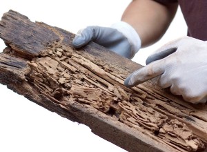 7 Señales de Infestación de Termitas en Tu Hogar: Guía Experta para Detectarlas