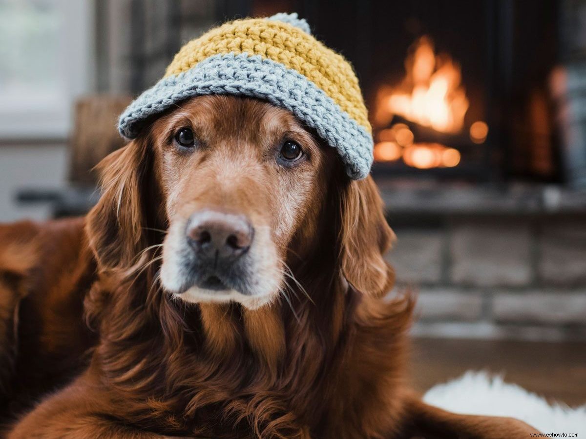 ¿Cuál es la mejor temperatura de la casa para las mascotas? 