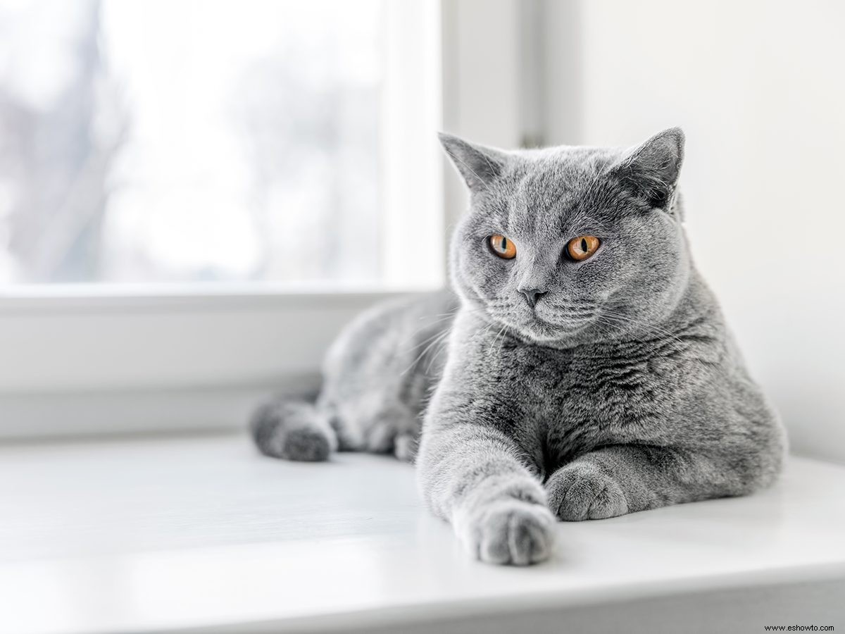 ¿Cuál es la mejor temperatura de la casa para las mascotas? 