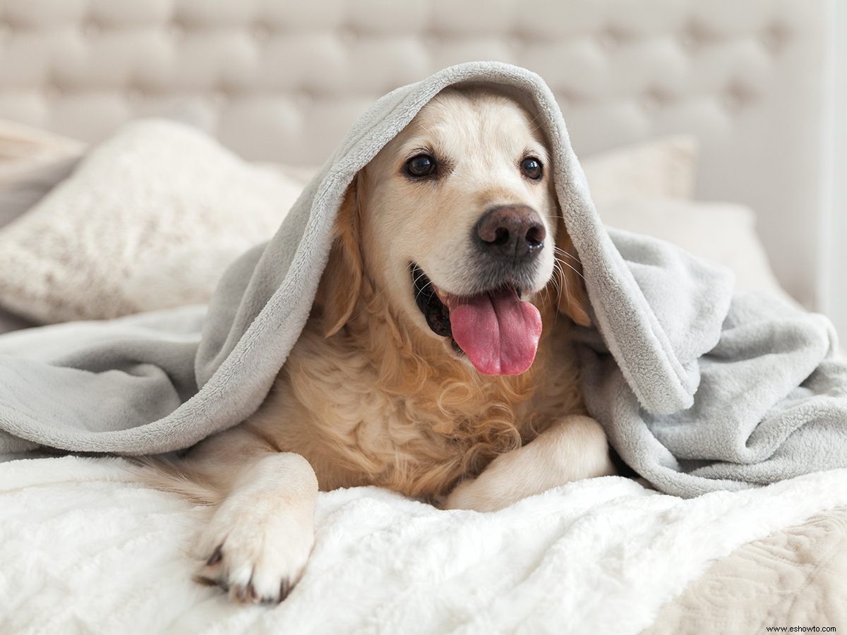 ¿Cuál es la mejor temperatura de la casa para las mascotas? 