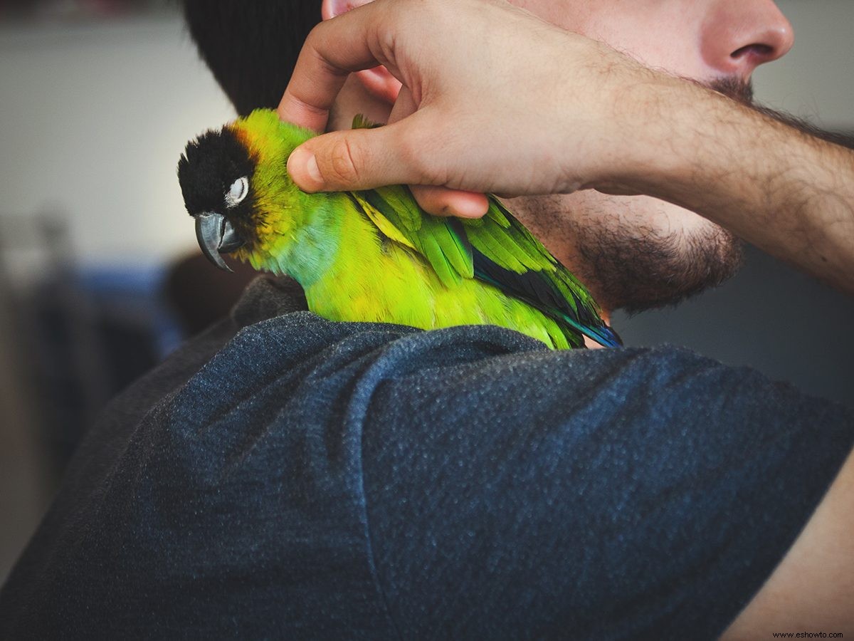 ¿Cuál es la mejor temperatura de la casa para las mascotas? 