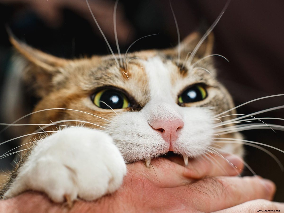 ¿Por qué mi gato me muerde? 