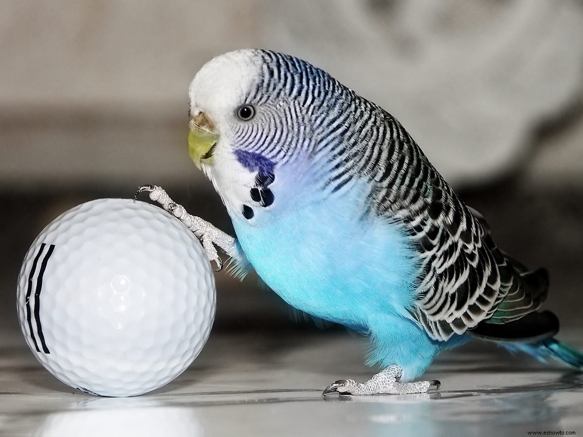 Recordando a Freddy, Nuestro Pájaro Azul de la Felicidad 