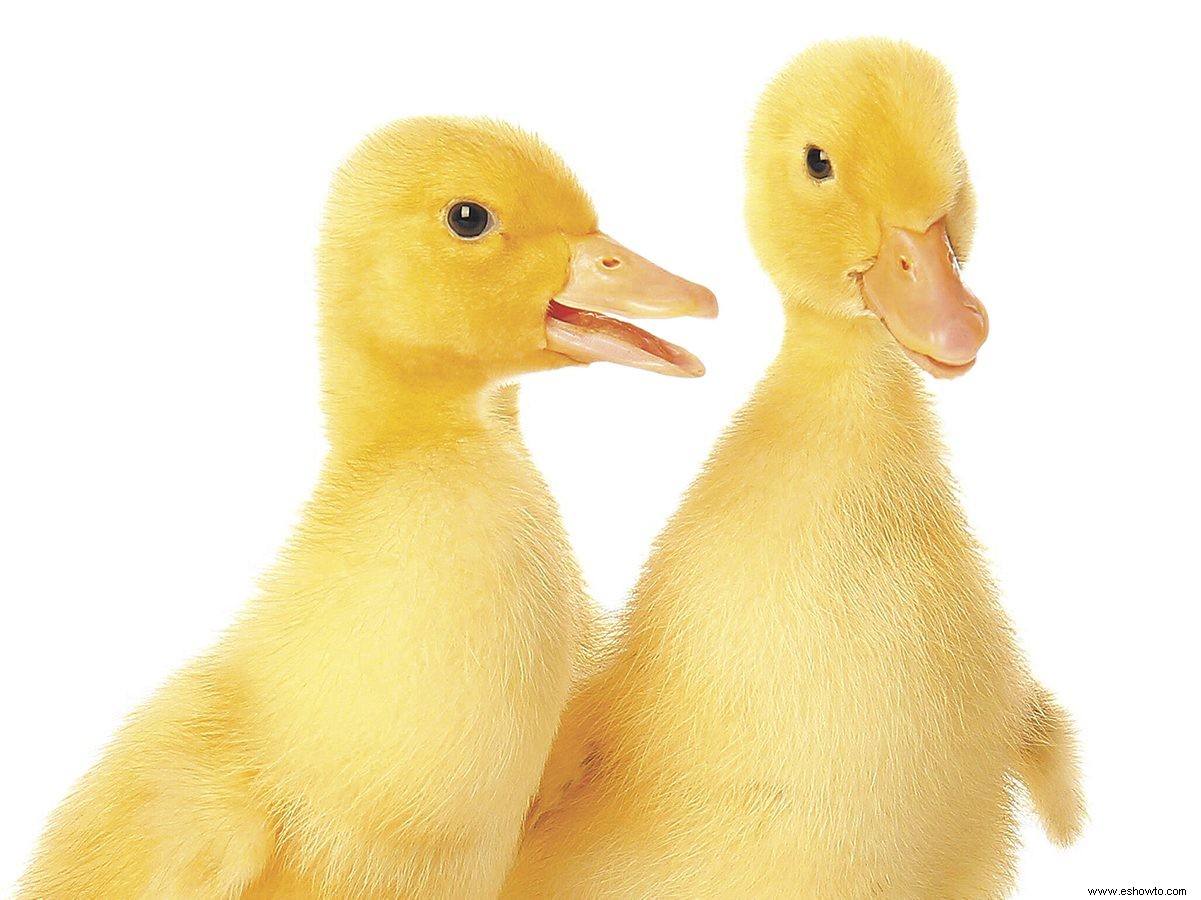 Por qué adopté un par de patitos durante la pandemia 