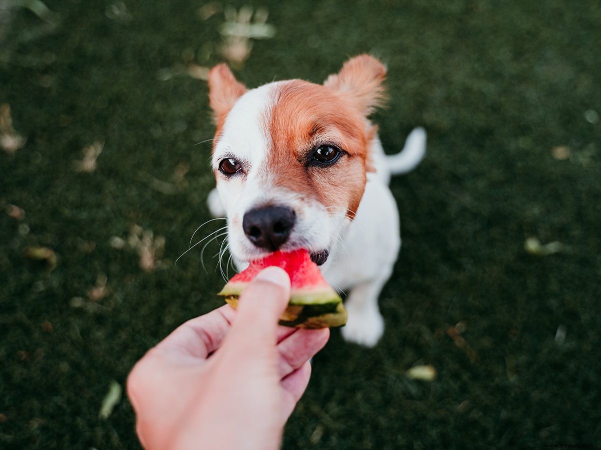 Las frutas y verduras que los perros pueden (y no pueden) comer 