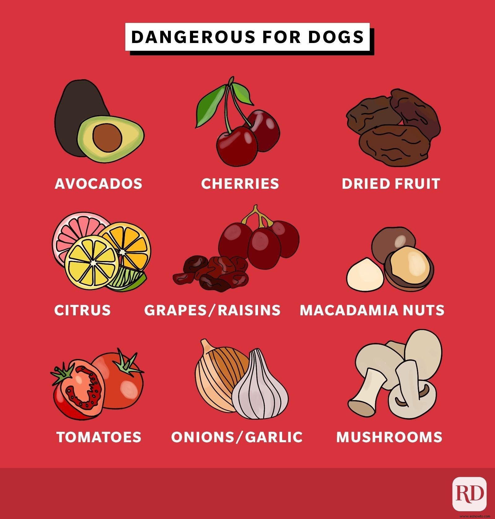 Las frutas y verduras que los perros pueden (y no pueden) comer 