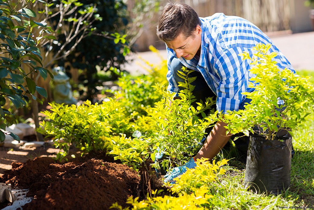 Cómo mover plantas a su nuevo hogar 