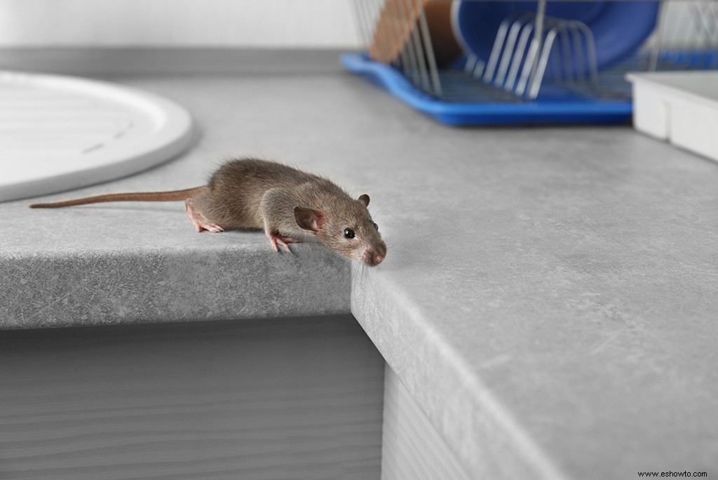 4 consejos humanitarios para tratar con roedores 