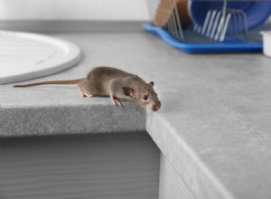 4 Consejos Humanitarios y Efectivos para Eliminar Roedores de tu Hogar