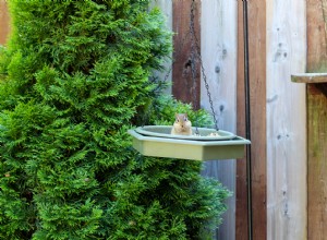 Guía Experta: Cómo Eliminar Ardillas Listadas de tu Hogar y Jardín de Forma Segura y Humana