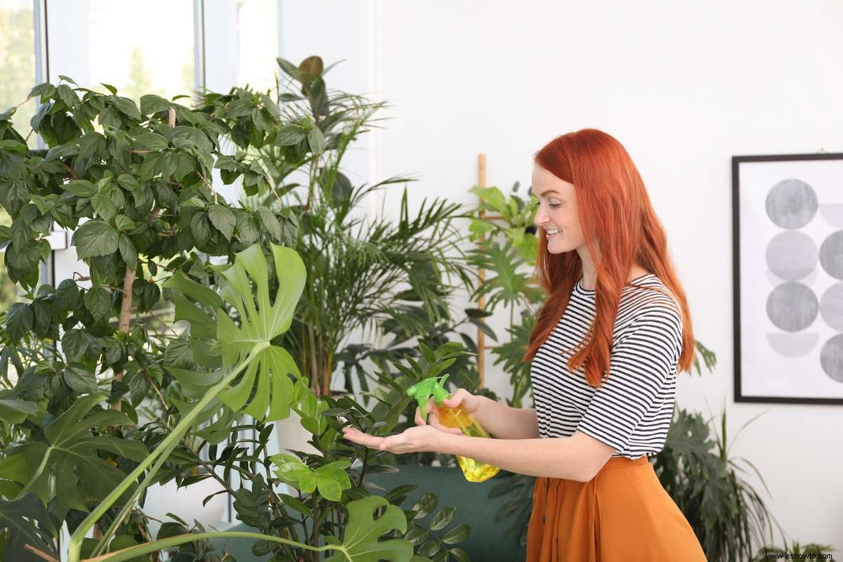 7 beneficios de tener plantas en tu hogar 