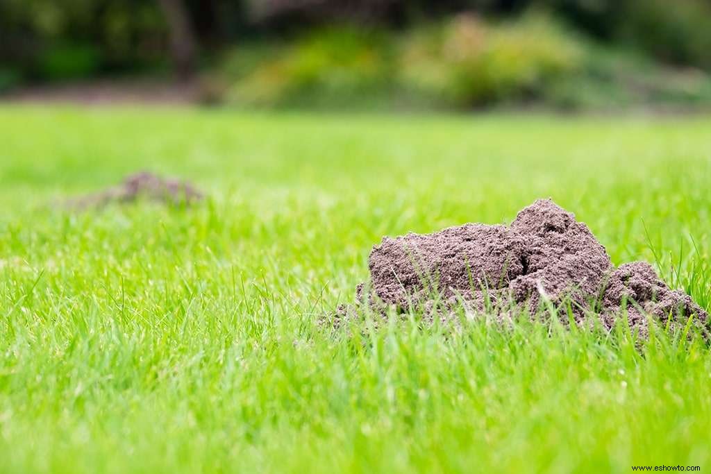 Cómo deshacerse de los lunares en su jardín 