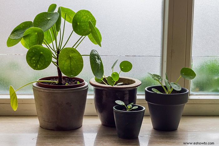 10 plantas de bajo mantenimiento para tu hogar 