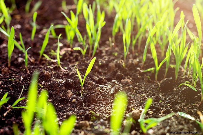 Cuánto tiempo tarda en crecer la hierba 