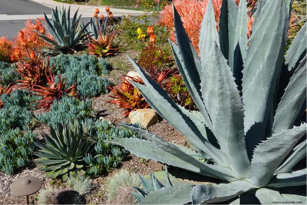 Ideas de xerojardinería:una guía para convertir su paisajismo 