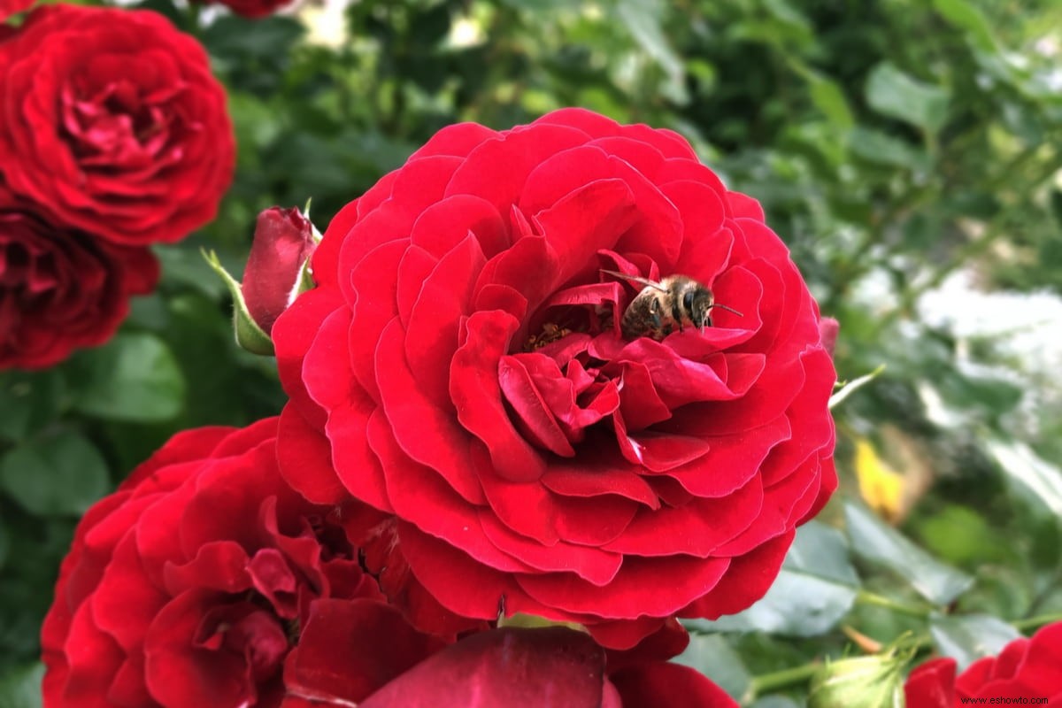 10 plantas para un jardín amigable con las abejas 