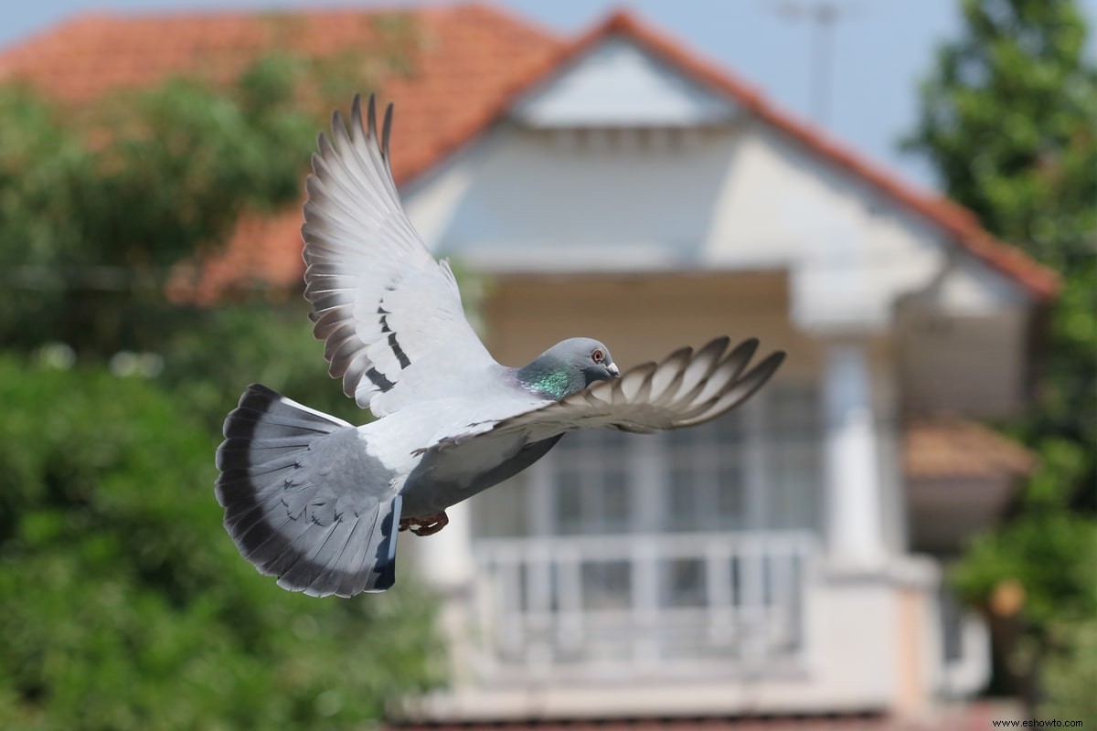 Bye Bye Birdie:Cómo deshacerse de las palomas humanamente 