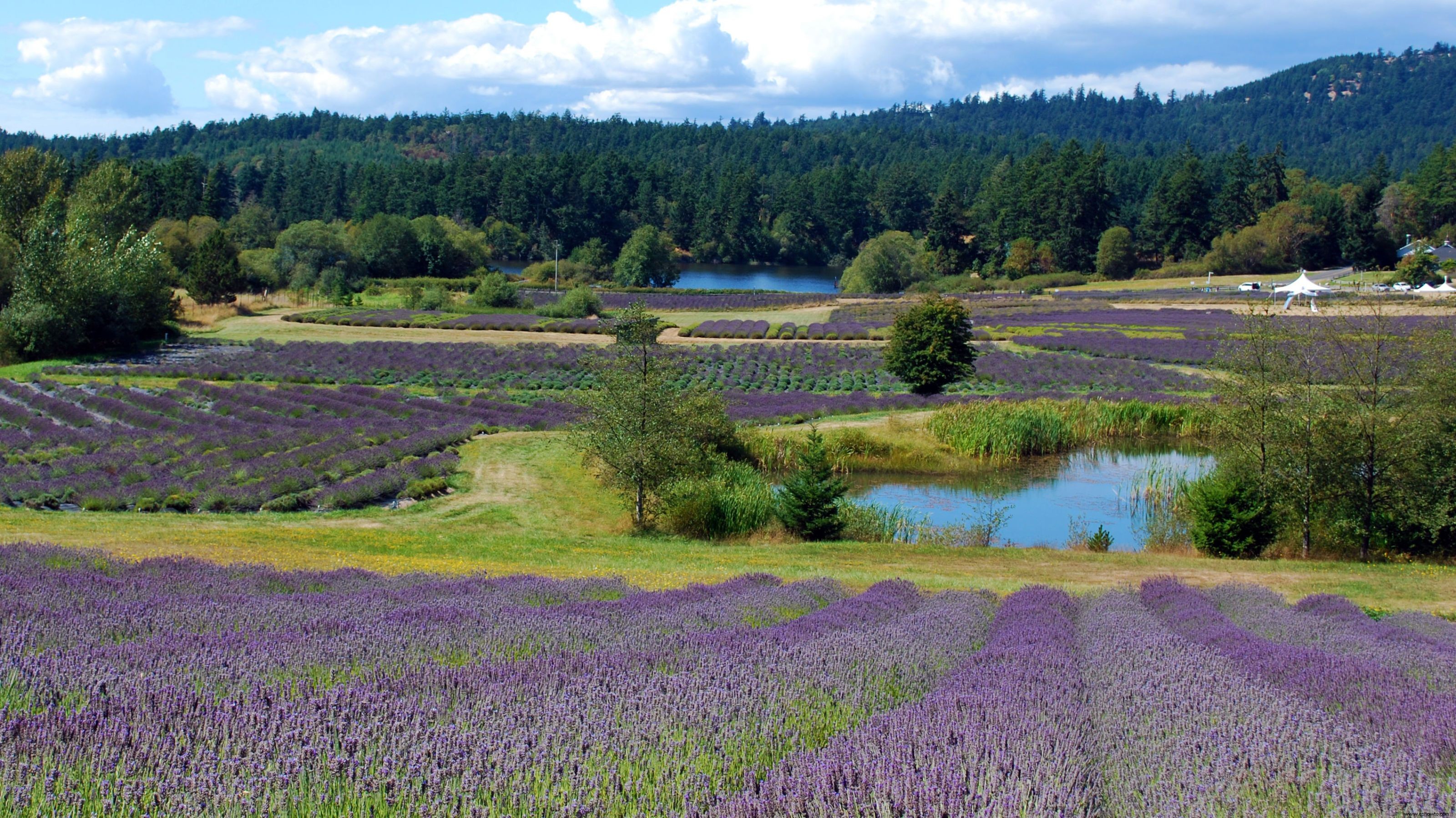 6 impresionantes granjas de lavanda en todo Estados Unidos que debes visitar 