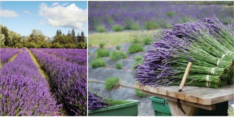 6 impresionantes granjas de lavanda en todo Estados Unidos que debes visitar 