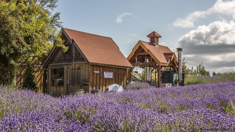 6 impresionantes granjas de lavanda en todo Estados Unidos que debes visitar 