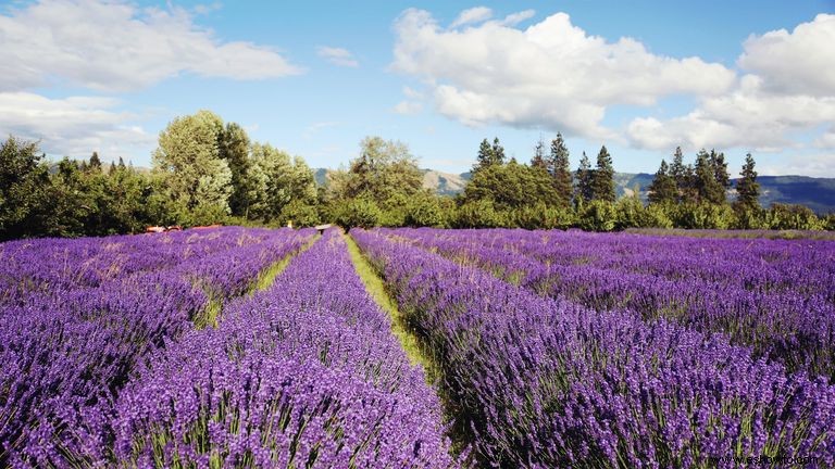 6 impresionantes granjas de lavanda en todo Estados Unidos que debes visitar 