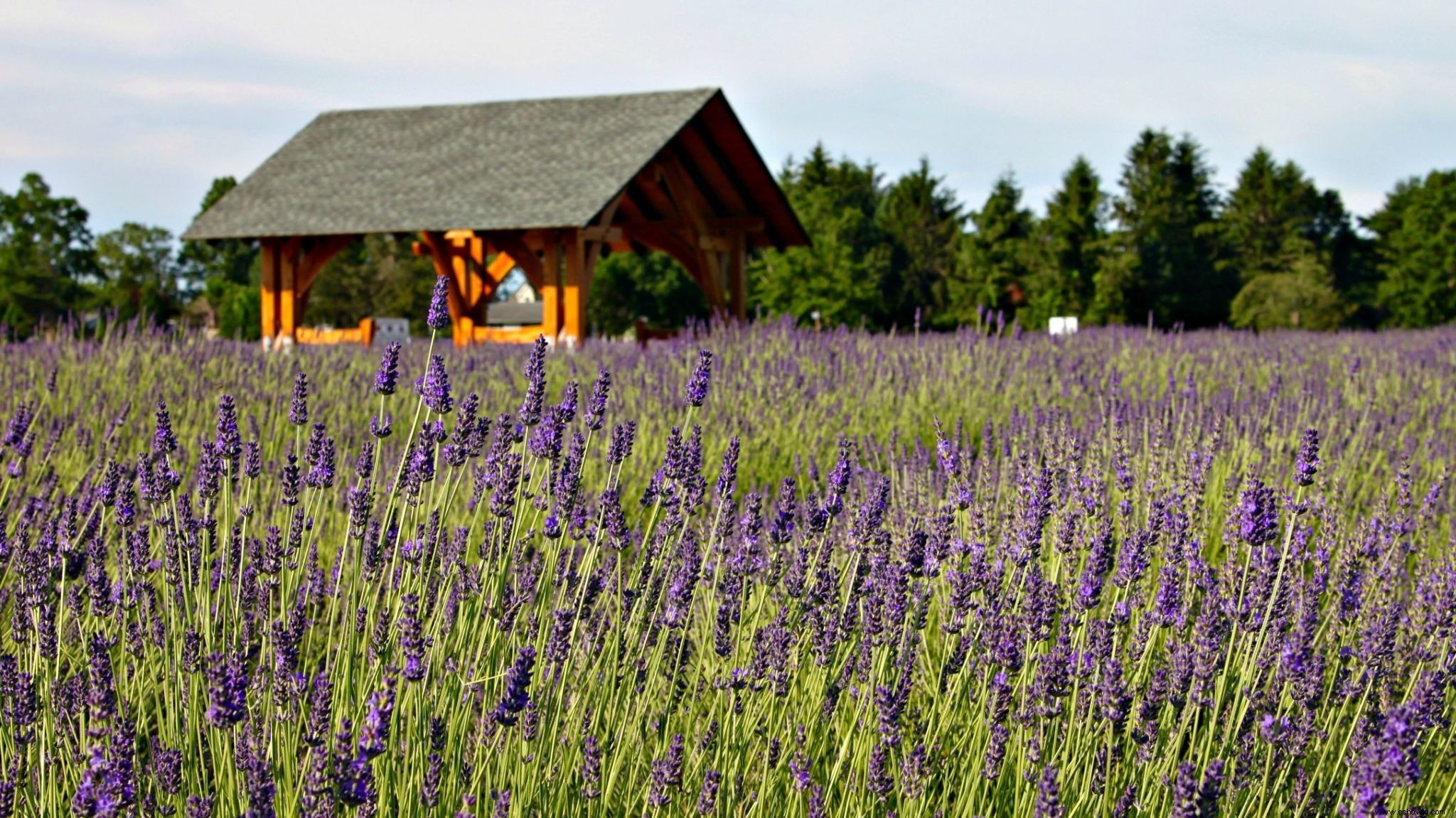 6 impresionantes granjas de lavanda en todo Estados Unidos que debes visitar 