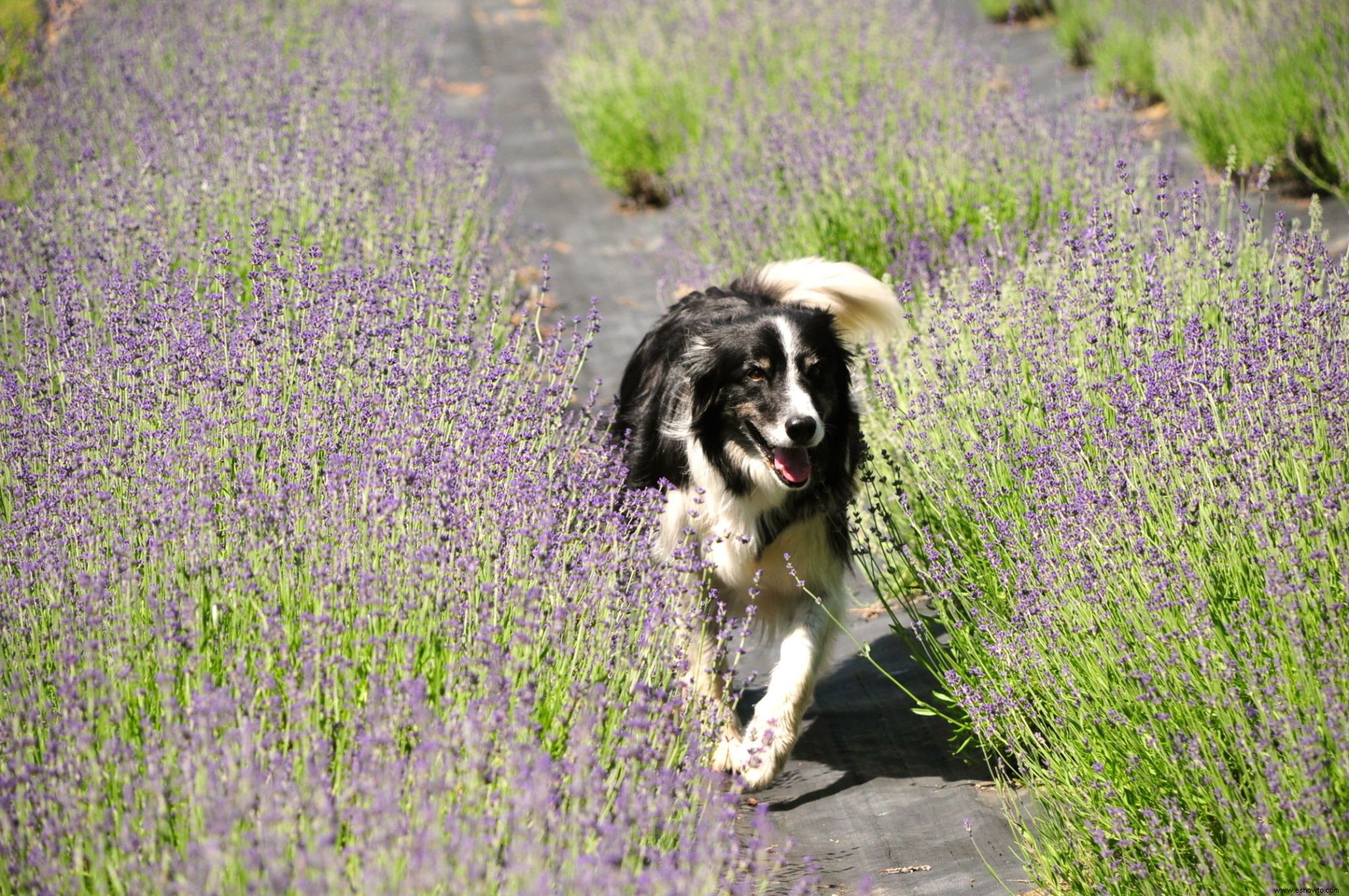 6 impresionantes granjas de lavanda en todo Estados Unidos que debes visitar 