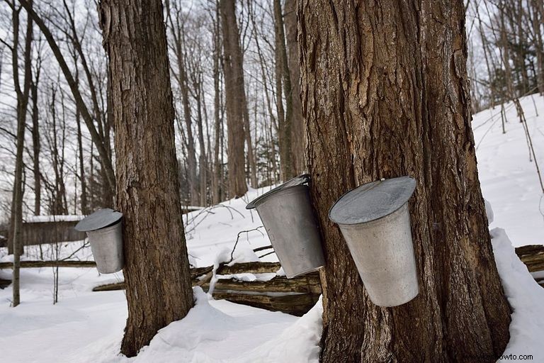 15 mejores festivales de invierno en los EE. UU. y Canadá 