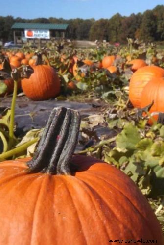 Las 37 mejores granjas de calabazas cerca de ti para visitar este otoño 