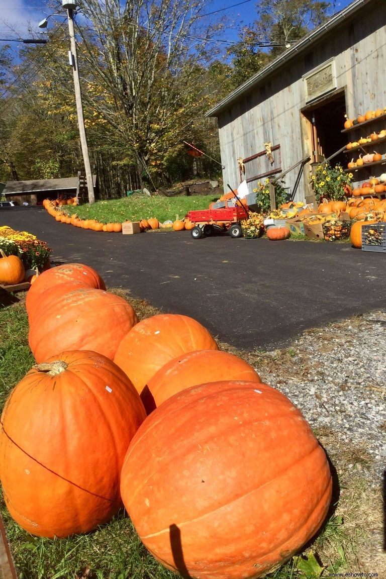 Las 37 mejores granjas de calabazas cerca de ti para visitar este otoño 