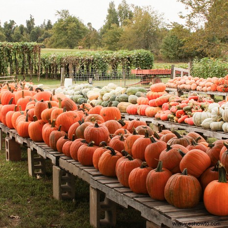 Las 37 mejores granjas de calabazas cerca de ti para visitar este otoño 