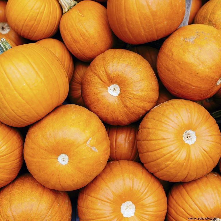 Las 37 mejores granjas de calabazas cerca de ti para visitar este otoño 