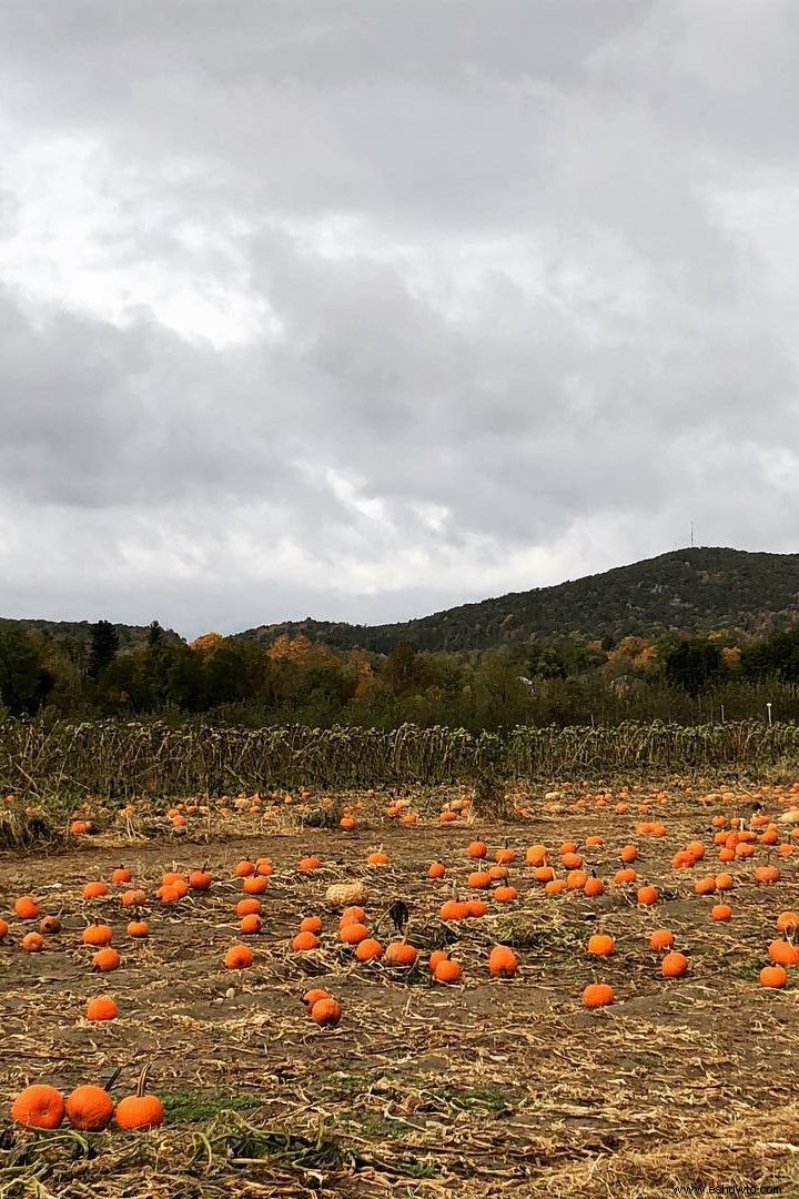 Las 37 mejores granjas de calabazas cerca de ti para visitar este otoño 