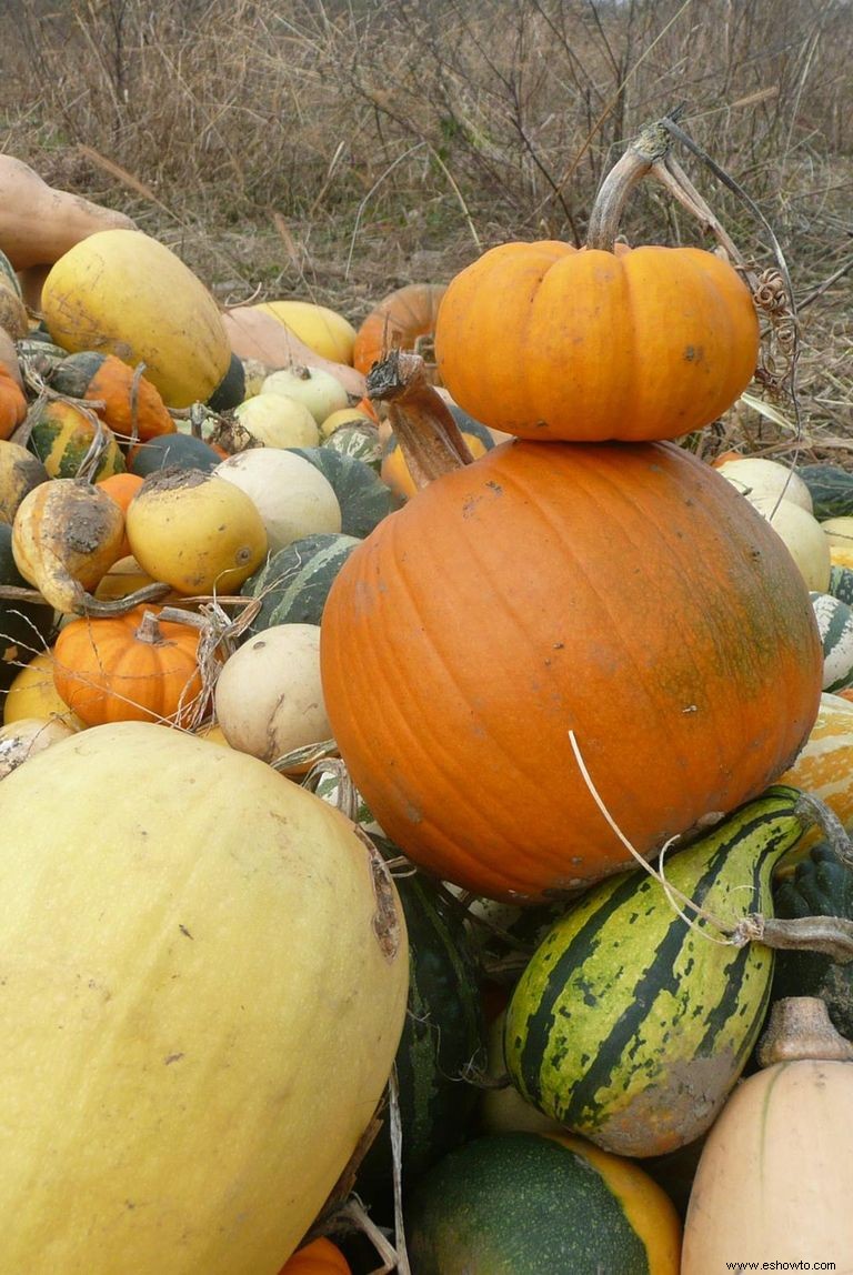 Las 37 mejores granjas de calabazas cerca de ti para visitar este otoño 