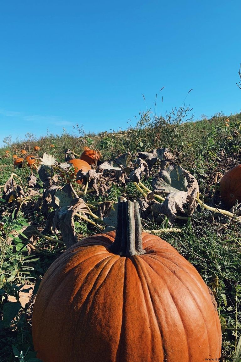 Las 37 mejores granjas de calabazas cerca de ti para visitar este otoño 