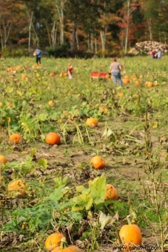 Las 37 mejores granjas de calabazas cerca de ti para visitar este otoño 