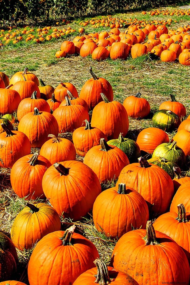 Las 37 mejores granjas de calabazas cerca de ti para visitar este otoño 