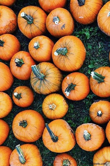 Las 37 mejores granjas de calabazas cerca de ti para visitar este otoño 