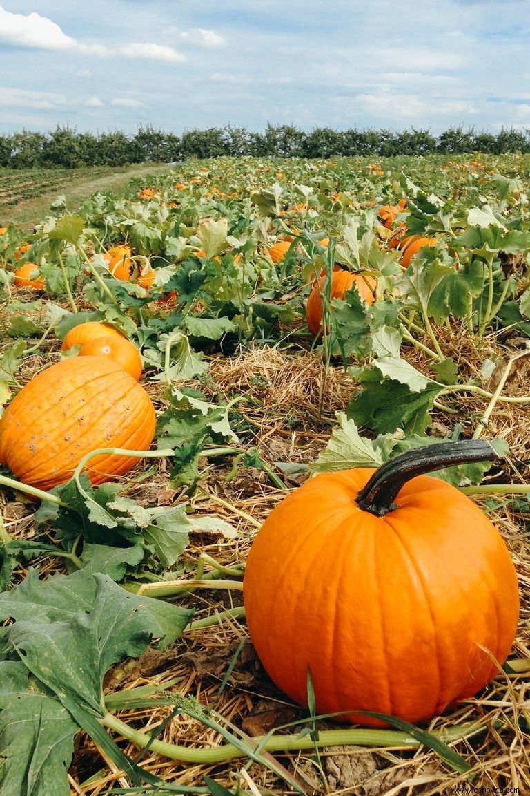 Las 37 mejores granjas de calabazas cerca de ti para visitar este otoño 