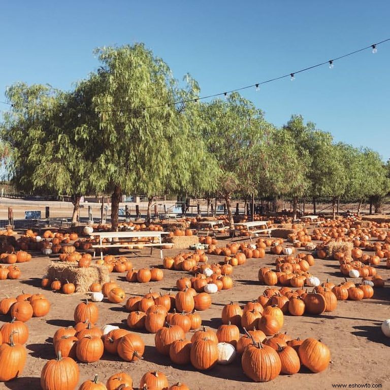 Las 37 mejores granjas de calabazas cerca de ti para visitar este otoño 