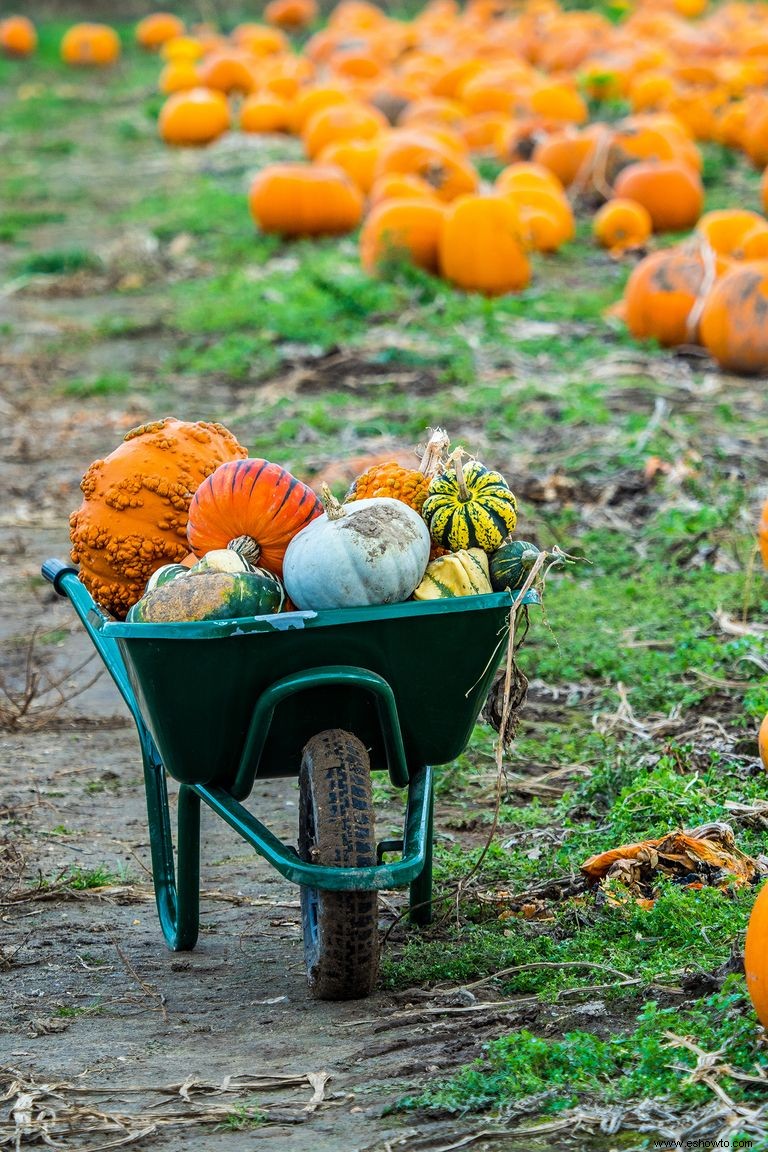 Las 37 mejores granjas de calabazas cerca de ti para visitar este otoño 